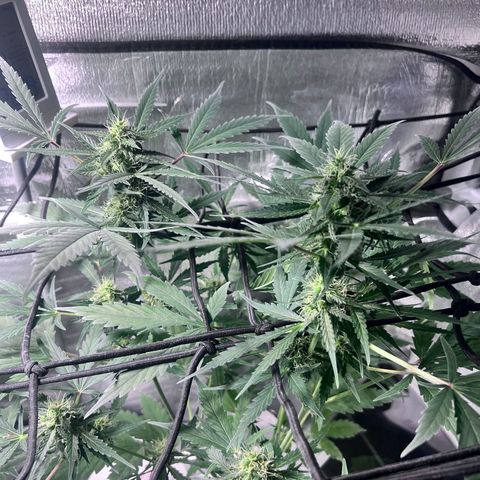Auto Banana Blaze growlog photo: Trichomes have started forming on the bud sites all around the sugar leaves