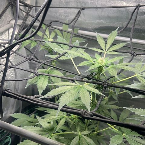 Auto Banana Blaze growlog photo: Trichomes have started forming on the bud sites all around the sugar leaves