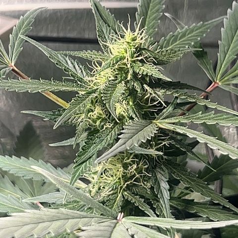 Auto Banana Blaze growlog photo: Trichomes have started forming on the bud sites all around the sugar leaves
