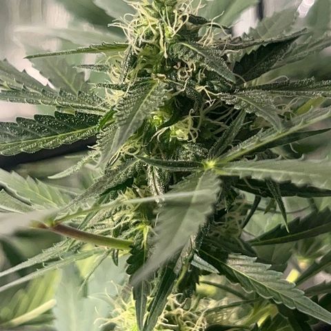Auto Banana Blaze growlog photo: Trichomes have started forming on the bud sites all around the sugar leaves