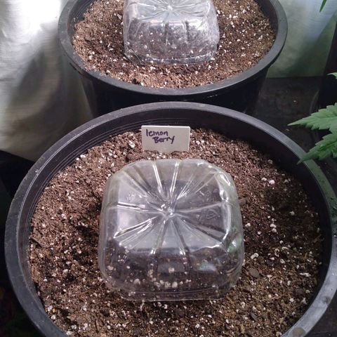 Lemon Berry growlog timeline photo