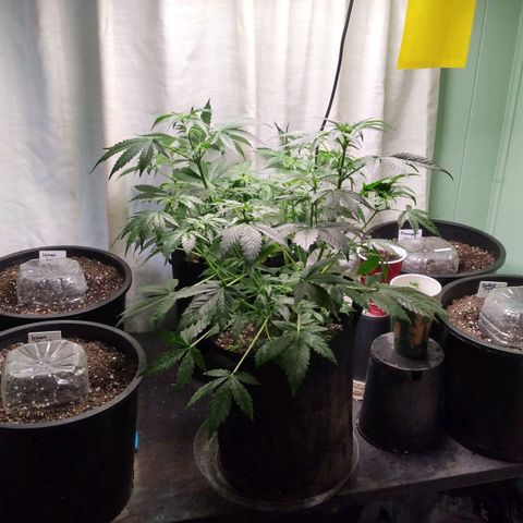 Lemon Berry growlog timeline photo
