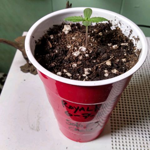 Royal Kush growlog timeline photo