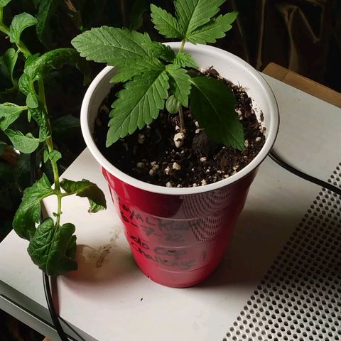 Royal Kush growlog timeline photo