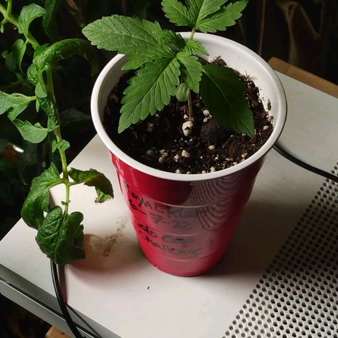 Royal Kush growlog timeline photo
