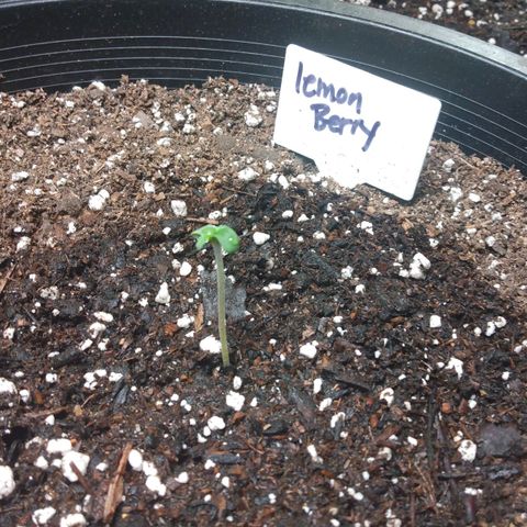 Lemon Berry growlog timeline photo