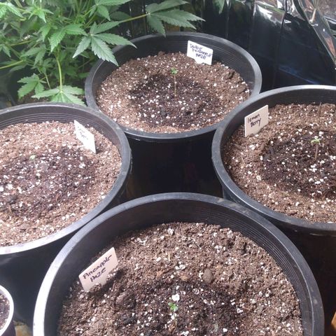 Lemon Berry growlog timeline photo