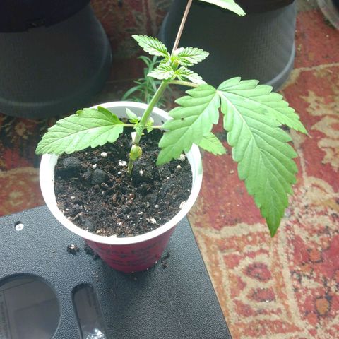 Royal Kush growlog timeline photo
