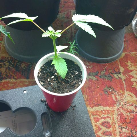 Royal Kush growlog timeline photo