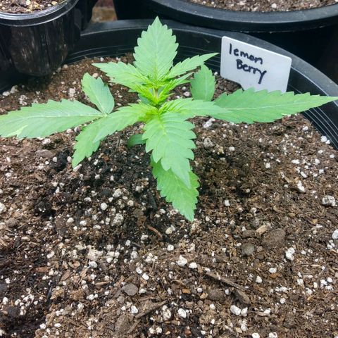 Lemon Berry growlog timeline photo