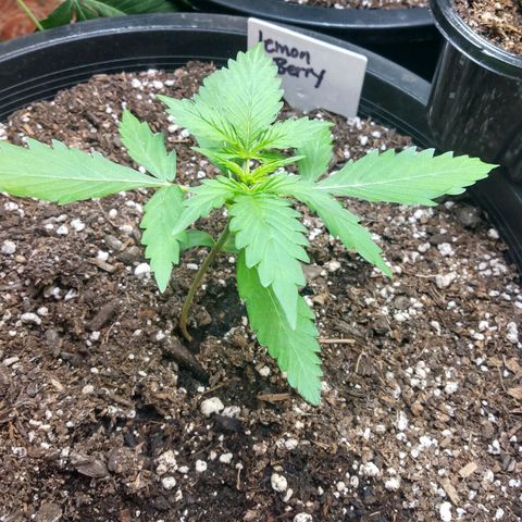 Lemon Berry growlog timeline photo