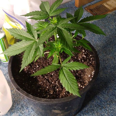 Lemon Berry growlog timeline photo