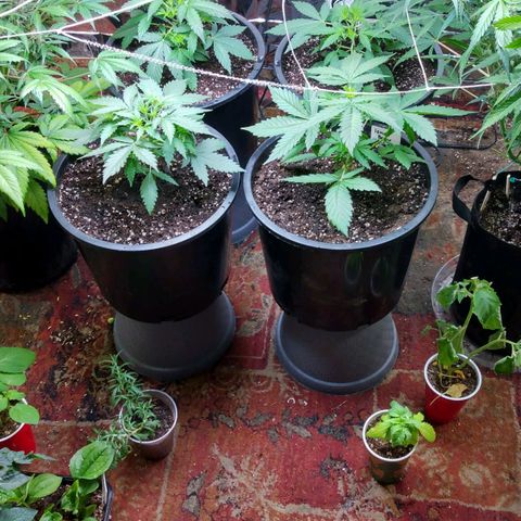 Lemon Berry growlog timeline photo