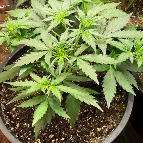 Lemon Berry growlog timeline photo