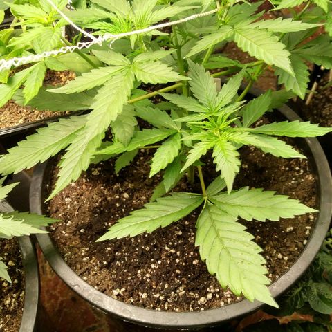 Lemon Berry growlog timeline photo