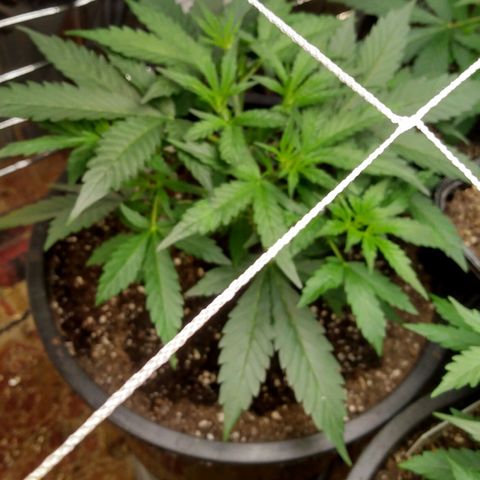 Lemon Berry growlog timeline photo