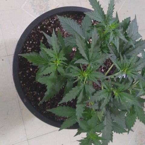 Lemon Berry growlog timeline photo