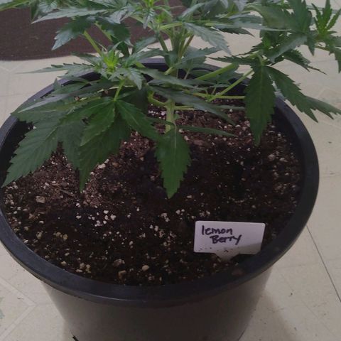 Lemon Berry growlog timeline photo