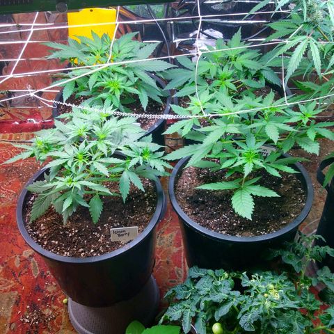 Lemon Berry growlog timeline photo