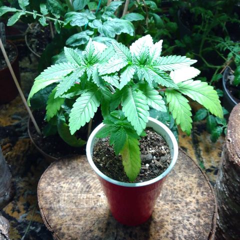 Royal Kush growlog timeline photo
