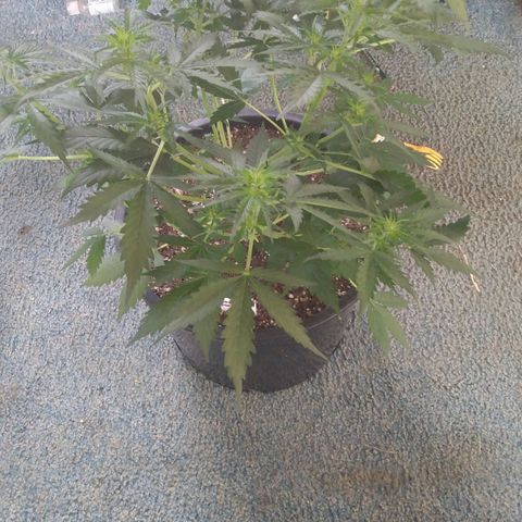 Lemon Berry growlog timeline photo