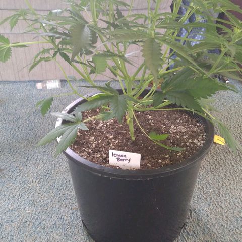 Lemon Berry growlog timeline photo