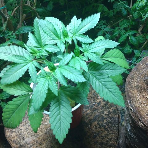 Royal Kush growlog timeline photo