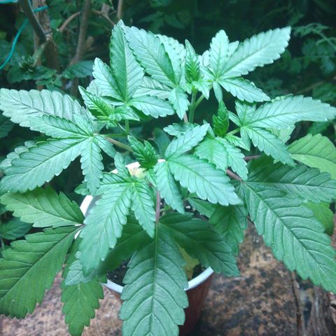 Royal Kush growlog timeline photo