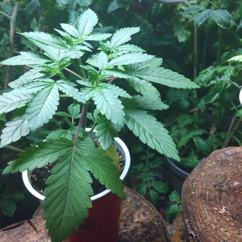 Royal Kush growlog timeline photo