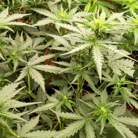 Lemon Berry growlog timeline photo
