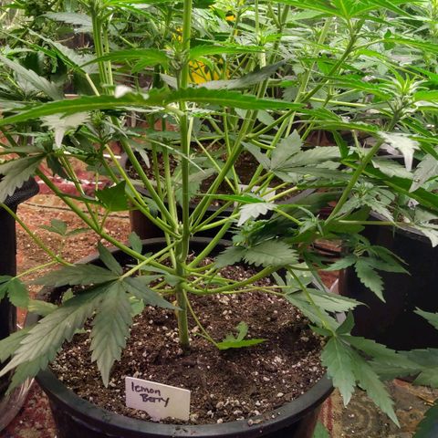 Lemon Berry growlog timeline photo