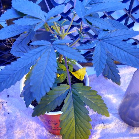 Royal Kush growlog timeline photo