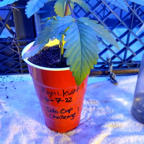Royal Kush growlog timeline photo