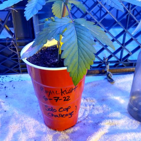 Royal Kush growlog timeline photo