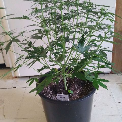 Lemon Berry growlog timeline photo