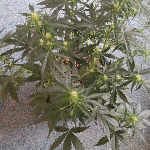 Lemon Berry growlog timeline photo