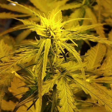 Lemon Berry growlog timeline photo