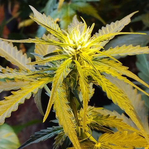 Lemon Berry growlog timeline photo
