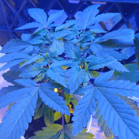 Royal Kush growlog timeline photo