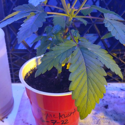 Royal Kush growlog timeline photo