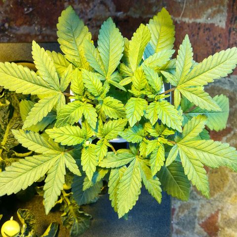 Royal Kush growlog timeline photo