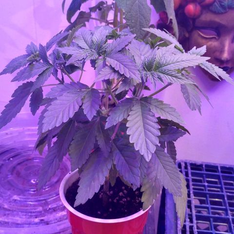 Royal Kush growlog timeline photo