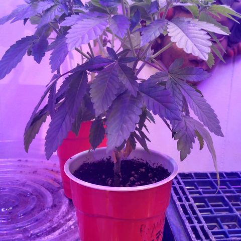 Royal Kush growlog timeline photo
