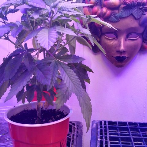 Royal Kush growlog timeline photo