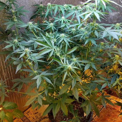 Lemon Berry growlog timeline photo