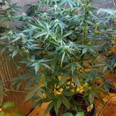 Lemon Berry growlog timeline photo