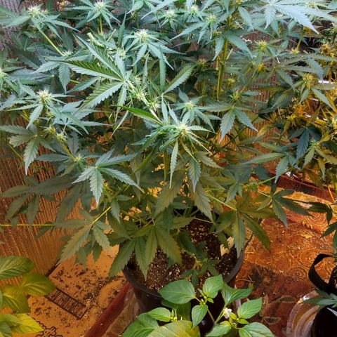Lemon Berry growlog timeline photo