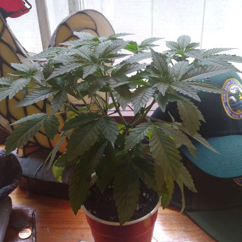 Royal Kush growlog timeline photo