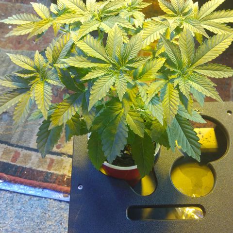 Royal Kush growlog timeline photo
