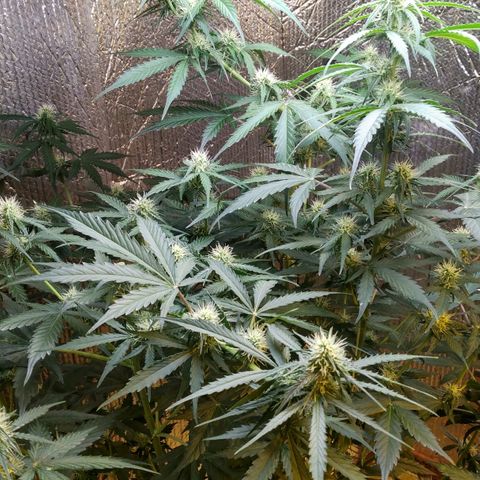 Lemon Berry growlog timeline photo